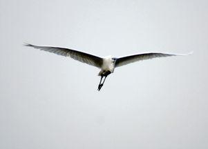 翔照片,捕捉天空之美